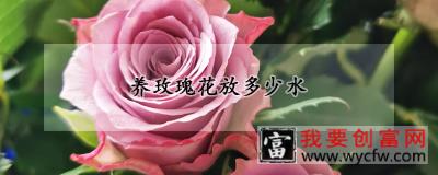 养玫瑰花放多少水