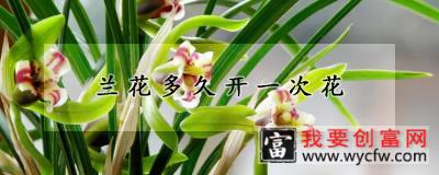 兰花多久开一次花