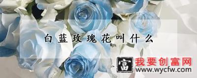 白蓝玫瑰花叫什么