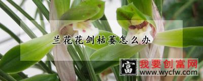 兰花花剑枯萎怎么办