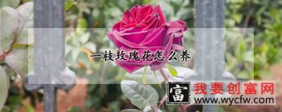 一枝玫瑰花怎么养