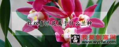 红双喜兰花属于什么兰种