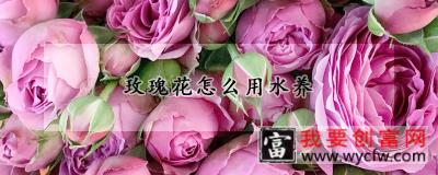 玫瑰花怎么用水养