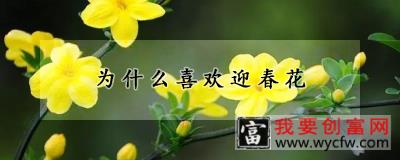 为什么喜欢迎春花