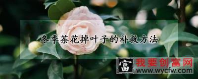 冬季茶花掉叶子的补救方法