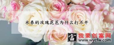 水养的玫瑰花苞为什么打不开