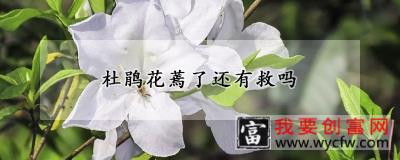 杜鹃花蔫了还有救吗