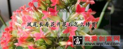 凤尾长寿花开花后怎么修剪