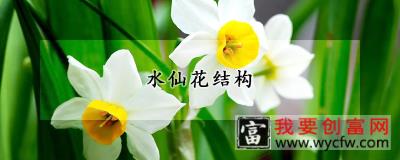 水仙花结构