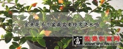 金鱼花吊兰盆栽需要经常浇水吗