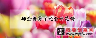 郁金香剪了还会开花吗