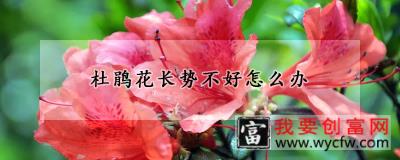 杜鹃花长势不好怎么办