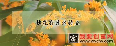 桂花有什么特点