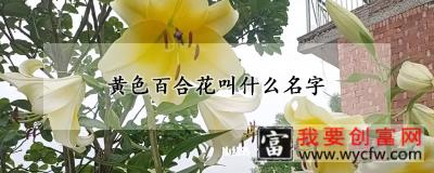 黄色百合花叫什么名字