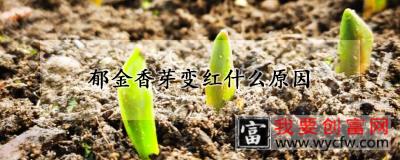 郁金香芽变红什么原因