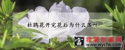 杜鹃花开完花后为什么落叶