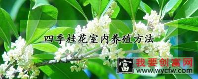 四季桂花室内<a href=https://www.wycfw.com/e/tags/?tagid=63 target=_blank class=infotextkey><a href=https://www.wycfw.com/yangzhi/ target=_blank class=infotextkey>养殖</a></a>方法