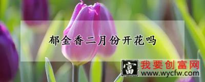 郁金香二月份开花吗