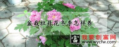 盆栽牡丹花冬季怎样养