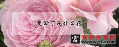 奥斯丁是什么花