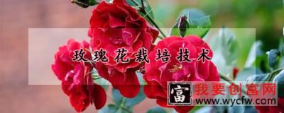 玫瑰花<a href=https:/www.wycfw.com/e/tags/?tagid=230 target=_blank class=infotextkey>栽培技术</a>