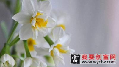 水仙花开花后怎么处理成种球