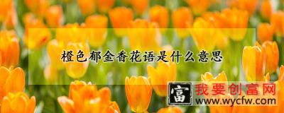 橙色郁金香花语是什么意思