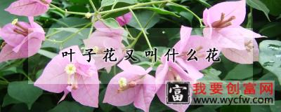 叶子花又叫什么花