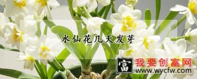 水仙花几天发芽