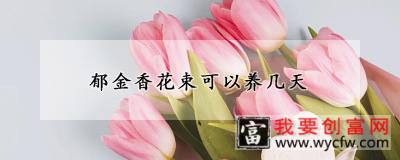 郁金香花束可以养几天