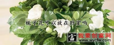 栀子花可以放在卧室吗