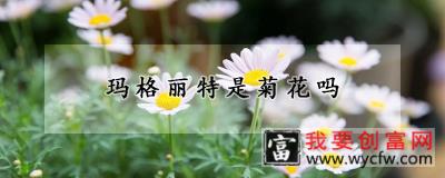 玛格丽特是菊花吗