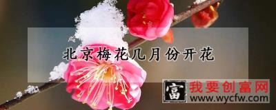 北京梅花几月份开花