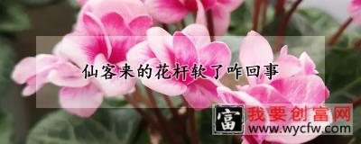 仙客来的花杆软了咋回事