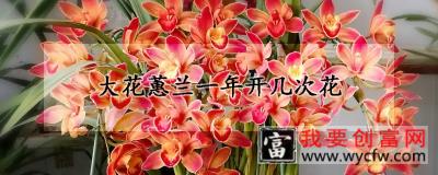 大花蕙兰一年开几次花