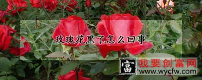 玫瑰花黑了怎么回事