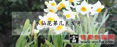 水仙花第几天发芽