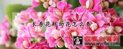 长寿花鲜切花怎么养