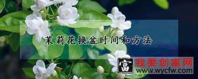 茉莉花换盆时间和方法