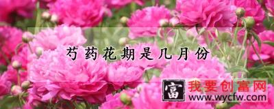 芍药花期是几月份