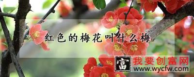 红色的梅花叫什么梅