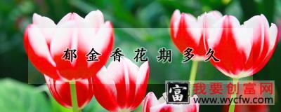 郁金香花期多久