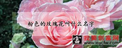 粉色的玫瑰花叫什么名字