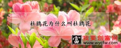 杜鹃花为什么叫杜鹃花