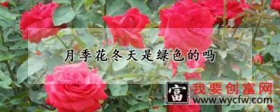 月季花冬天是绿色的吗