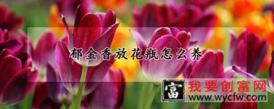 郁金香放花瓶怎么养