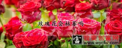 玫瑰花会枯萎吗