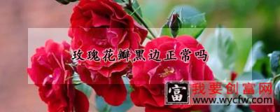 玫瑰花瓣黑边正常吗