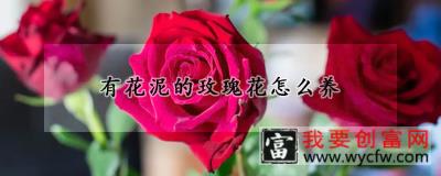 有花泥的玫瑰花怎么养