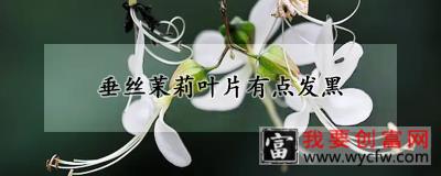 垂丝茉莉叶片有点发黑